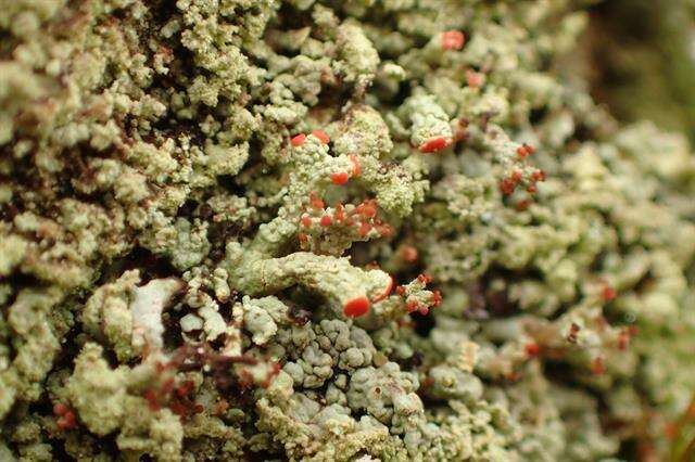 Image of cup lichen