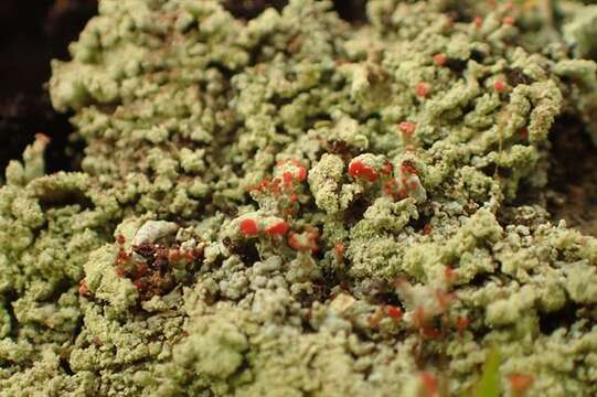 Image of cup lichen