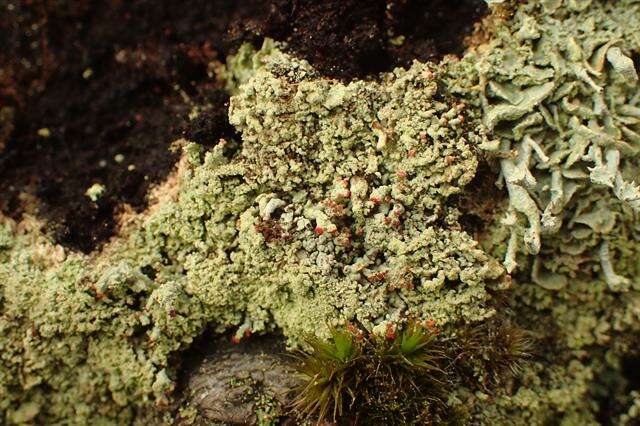 Image of cup lichen