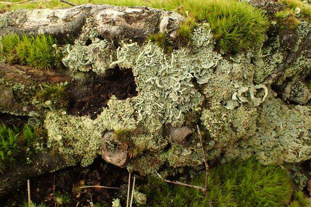 Image of cup lichen