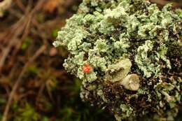 Image of cup lichen