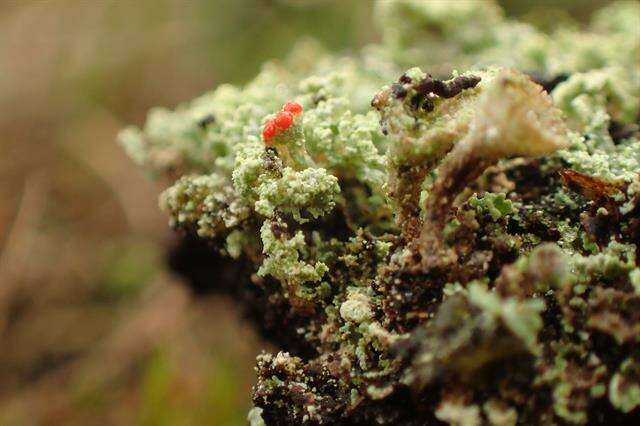 Image of cup lichen