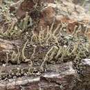 Слика од Cladonia polydactyla (Flörke) Spreng.