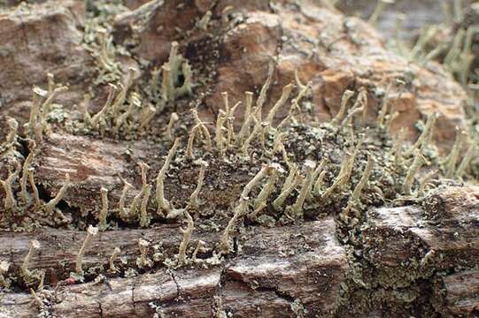 Image of Cladonia polydactyla (Flörke) Spreng.