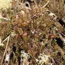 Plancia ëd Cladonia ramulosa (With.) J. R. Laundon