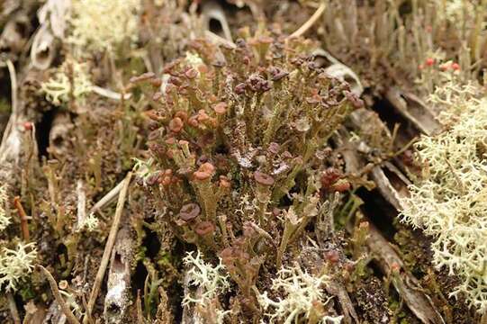 Слика од Cladonia ramulosa (With.) J. R. Laundon