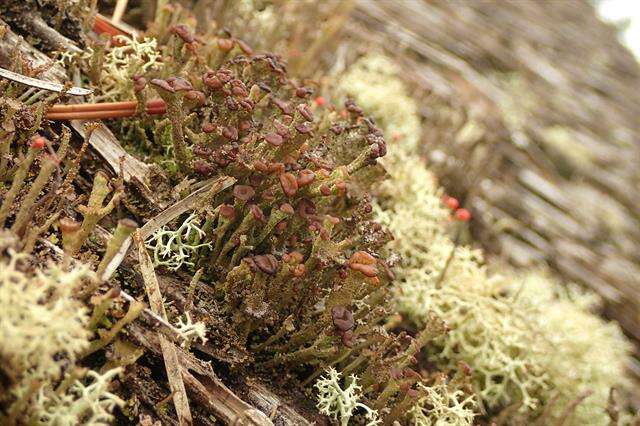 Plancia ëd Cladonia ramulosa (With.) J. R. Laundon