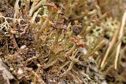 Plancia ëd Cladonia ramulosa (With.) J. R. Laundon