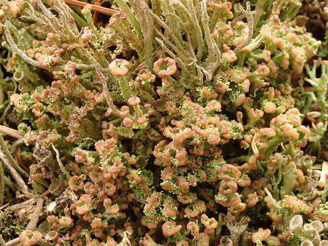 Plancia ëd Cladonia ramulosa (With.) J. R. Laundon