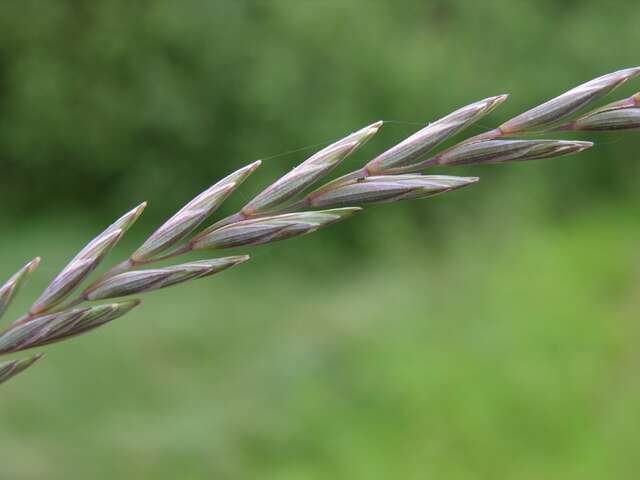 Image of Wildrye or Wheatgrass