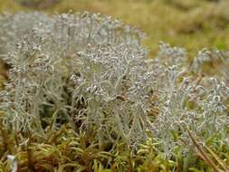 Слика од Cladonia rangiferina (L.) Weber ex F. H. Wigg.