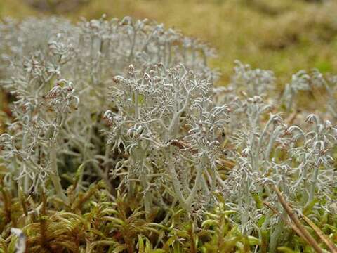 Image of Reindeer lichen