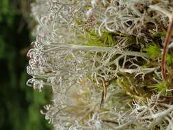 Слика од Cladonia rangiferina (L.) Weber ex F. H. Wigg.