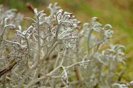 Слика од Cladonia rangiferina (L.) Weber ex F. H. Wigg.