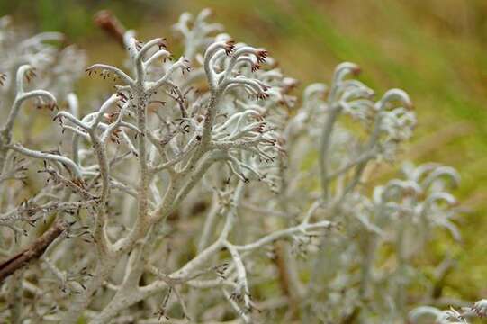 Image of Reindeer lichen