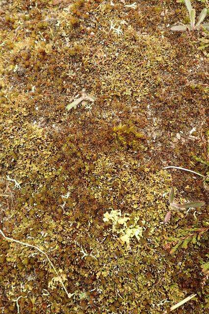 Image of Cladonia subcervicornis (Vain.) Kernst.