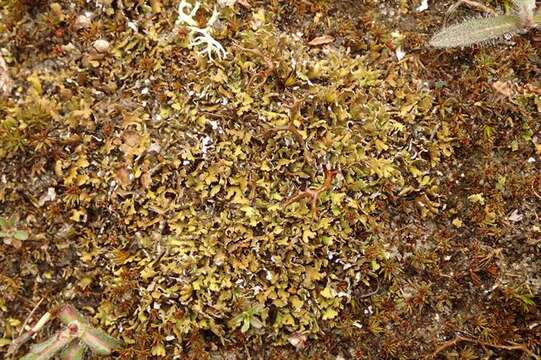 Image of Cladonia subcervicornis (Vain.) Kernst.