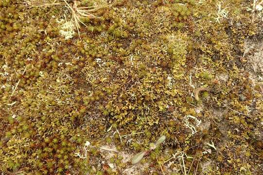 Image of Cladonia subcervicornis (Vain.) Kernst.