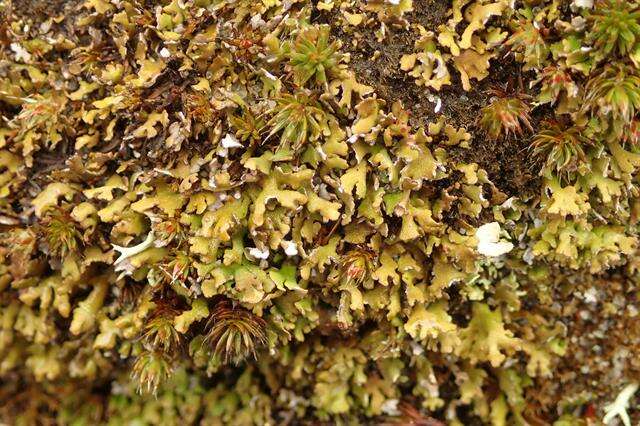 Image of Cladonia subcervicornis (Vain.) Kernst.