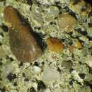 Image of mountain clauzadea lichen