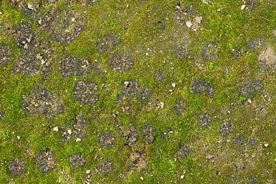 Image of Jelly lichens