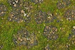 Image of Jelly lichens