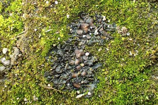 Image of Jelly lichens