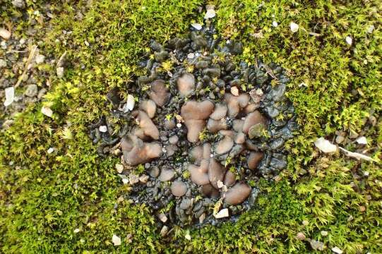 Image of Jelly lichens