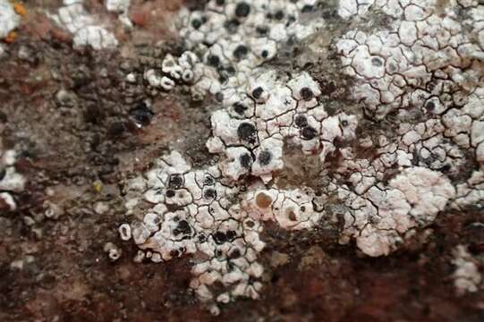 Image of diplotomma lichen