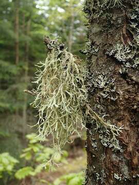 Image of ring lichen