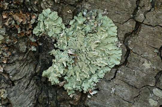 Image of flavoparmelia lichen