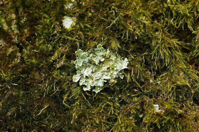 Image of flavoparmelia lichen