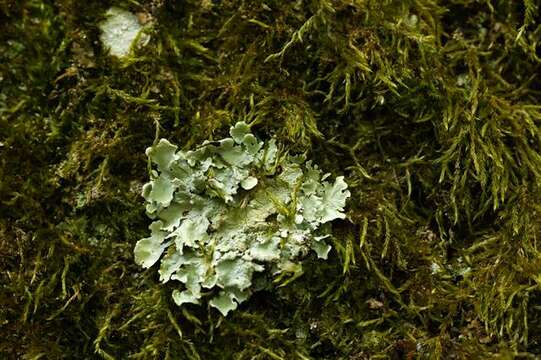 Image of flavoparmelia lichen