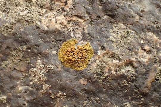 Image of orange lichen