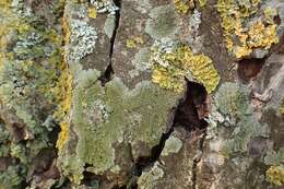 Image of Shadow-crust lichens