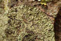 Image of Shadow-crust lichens