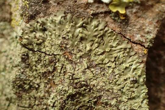 Image of Shadow-crust lichens