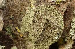 Image of Shadow-crust lichens