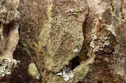 Image of Shadow-crust lichens