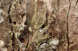 Image of Shadow-crust lichens