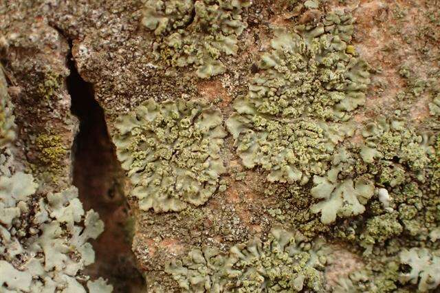 Image of Shadow-crust lichens