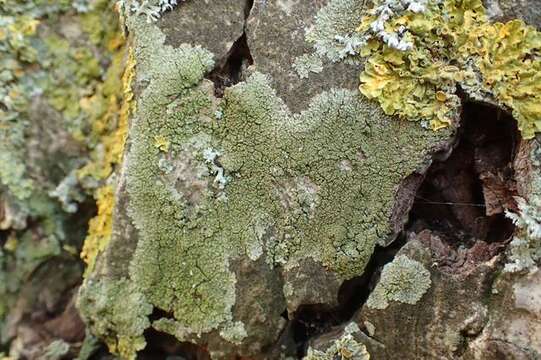 Image of Shadow-crust lichens