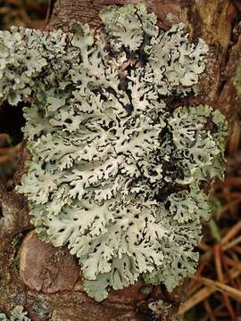 Image of <i>Hypogymnia physodes</i>