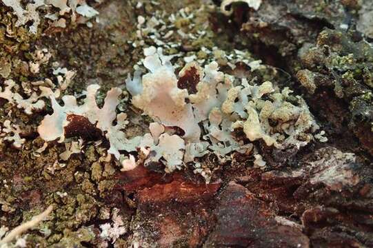 Image of hypotrachyna lichen