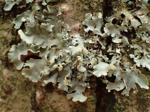 Image of hypotrachyna lichen