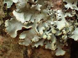 Image of hypotrachyna lichen