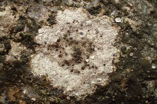 Image of rim lichen