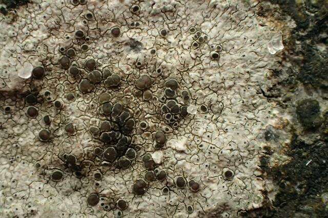 Image of rim lichen
