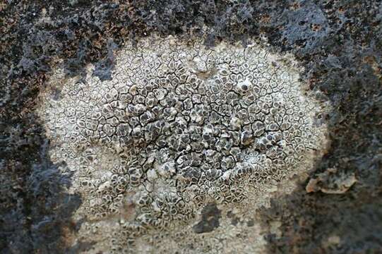 Image of rim lichen