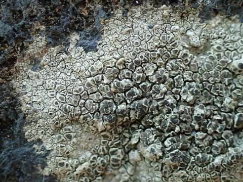 Image of rim lichen